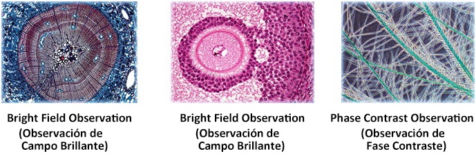 Imagen tomada con el microscopio biológico invertido XD-1